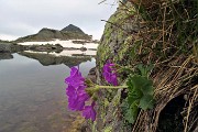 68 Primula irsuta (Primula hirsuta) abbellisce la vista sul laghetto 